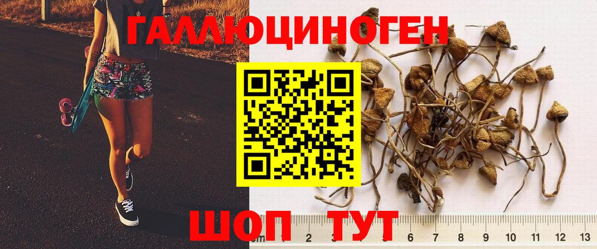 Галлюциногенные грибы Psilocybine cubensis Лесосибирск